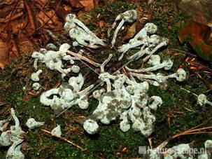 Paddenstoelen ten prooi aan schimmels NHD Egm3