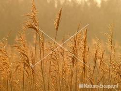Riet met tegenlicht Zwanenwater 6