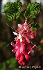 Ribes sanguineum 'King Edward VII' tW2
