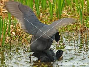 Meerkoeten, parend Hijm Castricum3