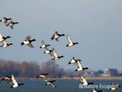 Kuifeenden vliegend boven de Gouwzee 1