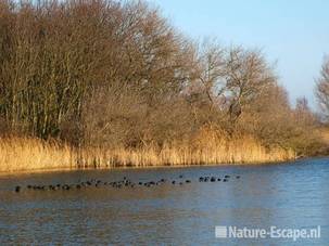 Meerkoeten rustend in het infitratiegebied Castricum