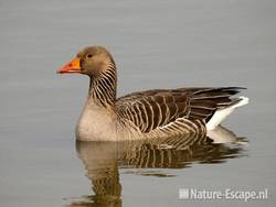 Grauwe gans Hijm NHD Castricum 4