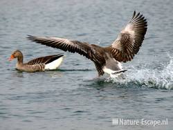 Grauwe gans, imponeergedrag bij landing Hijm NHD Castricum