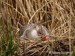 Grauwe gans op nest Zwanenwater 6