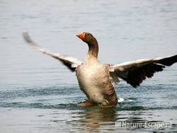 Grauwe gans, vleugels uitslaand Hijm NHD Castricum 4