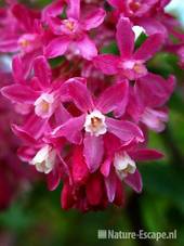 Ribes  'King Edward VII', bloemen tW1