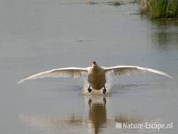 Knobbelzwaan, agressief Zouweboezem 2