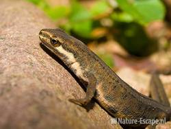 Kleine watersalamander tB13