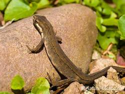 Kleine watersalamander tB2
