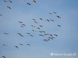 Grauwe ganzen, vliegend Hijm NHD Castricum 1 300109
