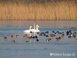 Wilde zwanen tussen watervogels Hijm NHD Castricum 1 301208