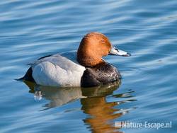 Tafeleend, woerd, man, Vogelmeer, NPZK20 160509