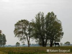 Paard, bij wilgen, Busch en Dam 1 260909