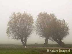Knotwilgen, in mist Busch en Dam 1 081109