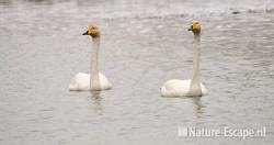 Wilde zwanen, zwemmend, AWD1 150110