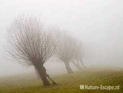 Knotwilgen, in mist Busch en Dam 1 060210
