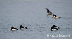 Kuifeenden en tafeleenden, Hijm NHD Cas 1 250210