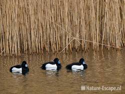 Kuifeenden, woerden, AWD1 230210