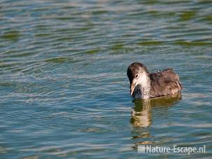 Meerkoet, juveniel, Vogelmeer NPZK1 240710
