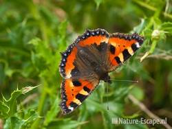 Kleine vos, langs fietspad golfbaan Heemskerk 3 060810