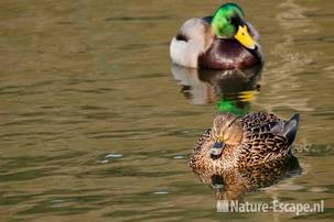 Wilde eend, man, woerd en vrouw, AWD1 220211