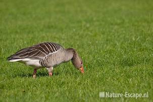 Grauwe gans, foeragerend, Zwmp1 090411