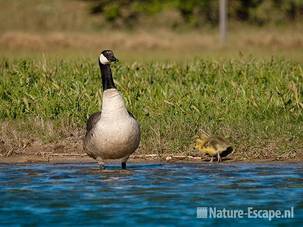 Canadese gans, met juvenielen, NHD Castricum 1 030511
