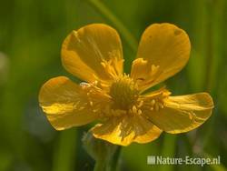 Scherpe boterbloem, detail bloem, Zwmp1 050511