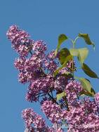 Sering, bloei, bloemen, NHD Castricum 3 030511