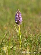 Gevlekte orchis, NHD WaZ1 040611