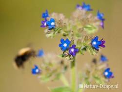 Gewone ossentong, bloemen, bloei, met hommel, NHD WaZ1 040611