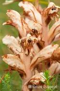 Walstrobremraap, detail bloemen, NHD Castricum2 300511