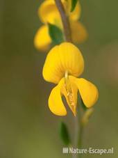 Stekelbrem, detail bloem, Zww1 220611