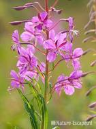 Wilgenroosje, bloemen, Zww1 220611