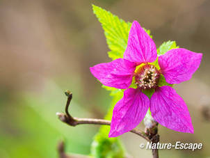 Prachtframboos, bloem, bloei, Elswout 1310312