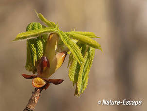 Paardenkastanje, uitlopende knop en jong blad, AWD1 070412