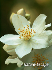 Jasmijn, bloemen, bloei, NHD Heemskerk 1 230612
