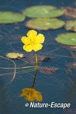Watergentiaan, bloem,  bloei, Castricummerpolder 2 230712
