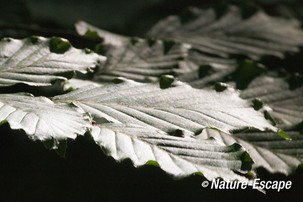 Beuk, groen blad in donker bos, tegenlicht, landgoed Elswout 3 260712
