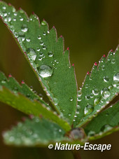 Wateraardbei, blad met waterdruppels, tB4 030512