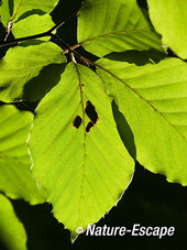 Beuk, blad met tegenlicht, Elswout 4 260712