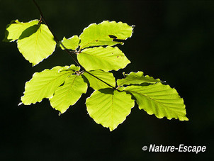 Beuk, blad met tegenlicht, Elswout 1 260712