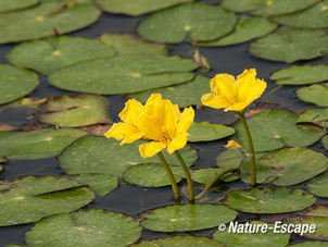 Watergentiaan, bloei, bloemen, Castricummerpolder 1 200812
