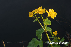 Dotterbloem, late bloemen, bloemen, bloei, Krommeniedijk 1 241112