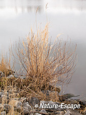 Kattenstaart en riet, winterse sfeer, langs de Markervaart 1 160213