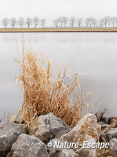 Riet, winter, tussen oeverbescherming Markervaart 1 160213
