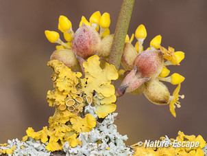 Gele kornoelje, bloemen, bloemknoppen, en korstmossen NHD Cas3  180313