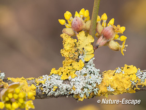 Gele kornoelje, bloemen, bloemknoppen, en korstmossen NHD Cas1  180313
