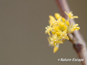 Gele kornoelje, bloemen, bloemknoppen, en korstmossen NHD Cas2  290313